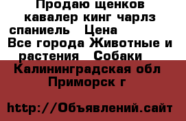 Продаю щенков кавалер кинг чарлз спаниель › Цена ­ 40 000 - Все города Животные и растения » Собаки   . Калининградская обл.,Приморск г.